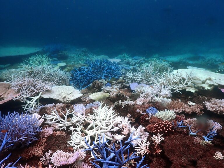 The Great Barrier Reef Bleaching Cover-up in Australia