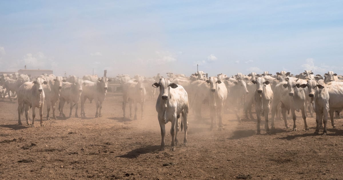 Operation Cold Meat II: Federal Raids on Deforestation-Linked Slaughterhouses