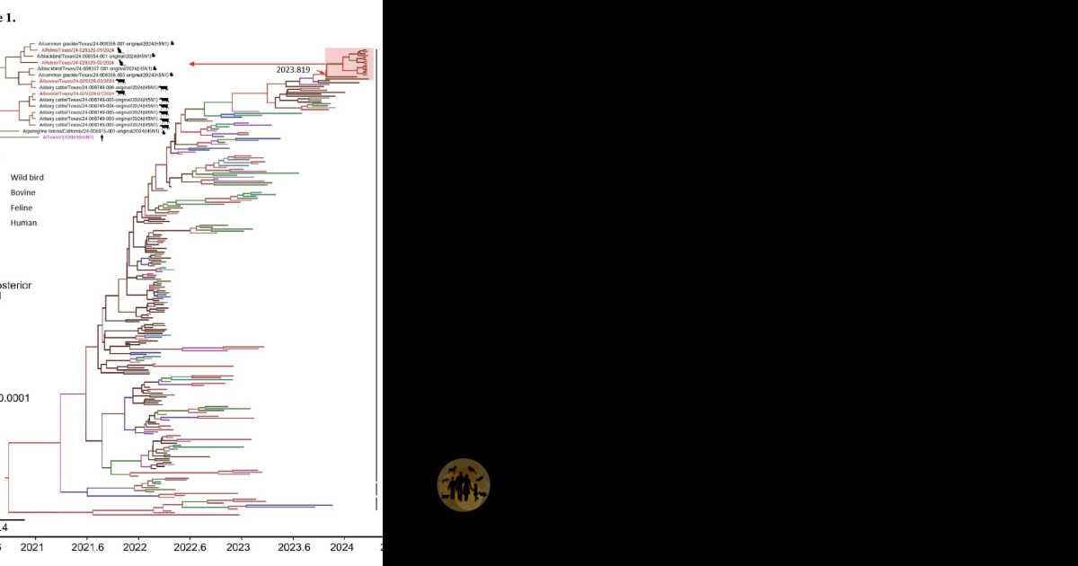 Genomic Forensics: Tracing the B3. 13 Genotype Origin