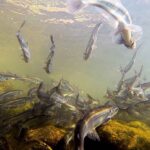 Municipality of Skagway