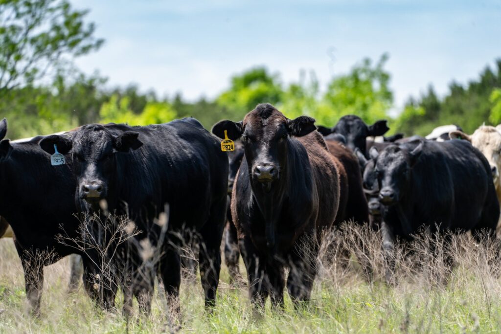 Farm20Texas20JV20TT2020 1 scaled 1