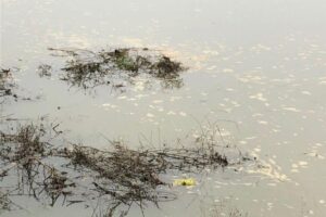 Sewage in the river Thames crop 1