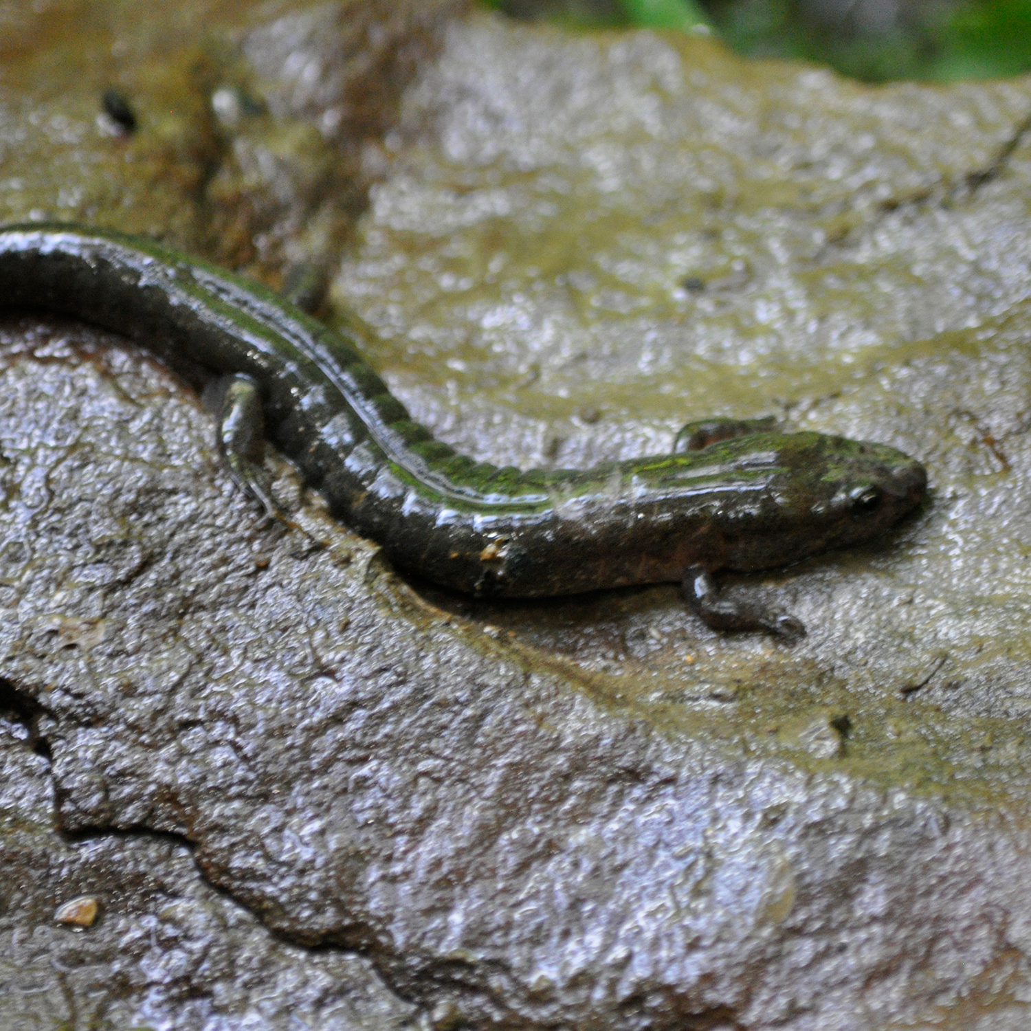 William Penn Highway Commercial Corridor and Traffic Infrastructure